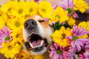 piante pericolose per cani e gatti