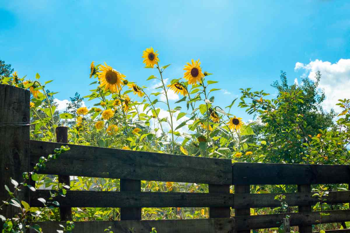 recinzione con pallet