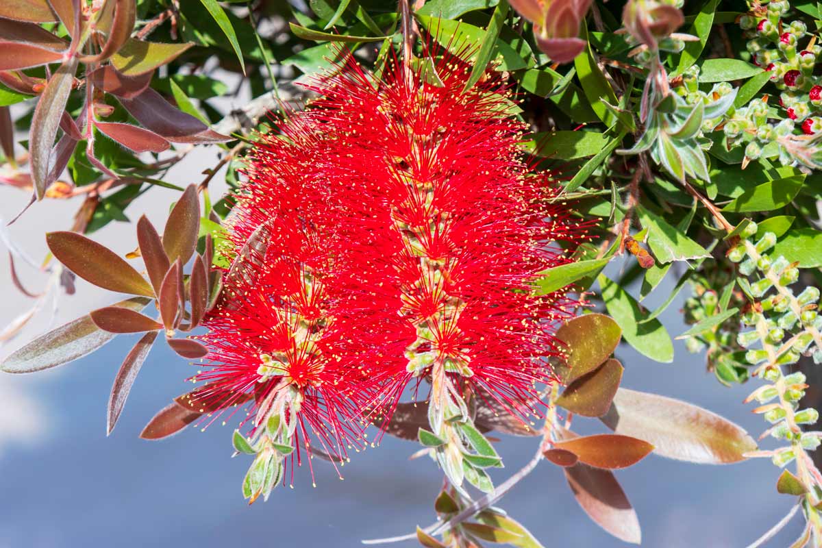 Callistemon sul balcone