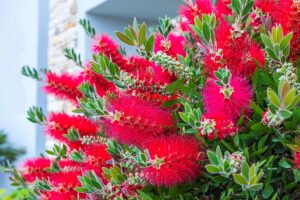 Callistemon in fiore sul balcone