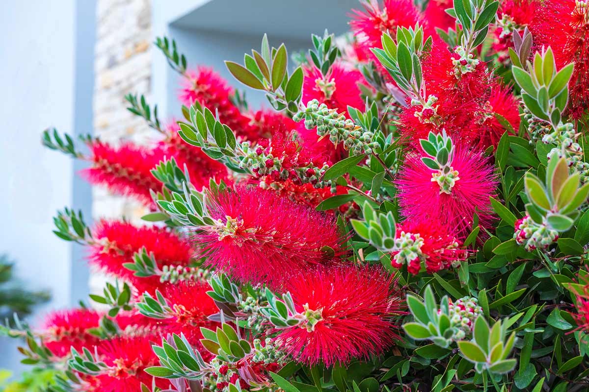 Callistemon in fiore sul balcone