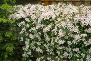 Come potare le rampicanti per ottenere più fiori ogni anno
