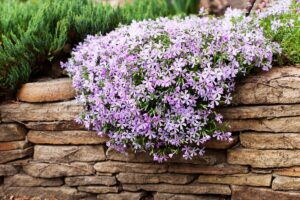 Phlox Strisciante: la pianta che trasforma ogni giardino