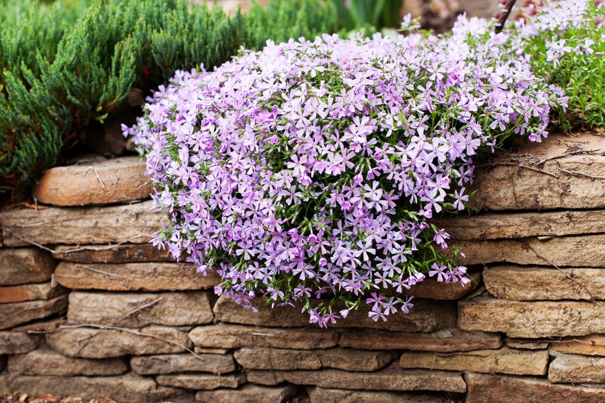 Phlox Strisciante: la pianta che trasforma ogni giardino