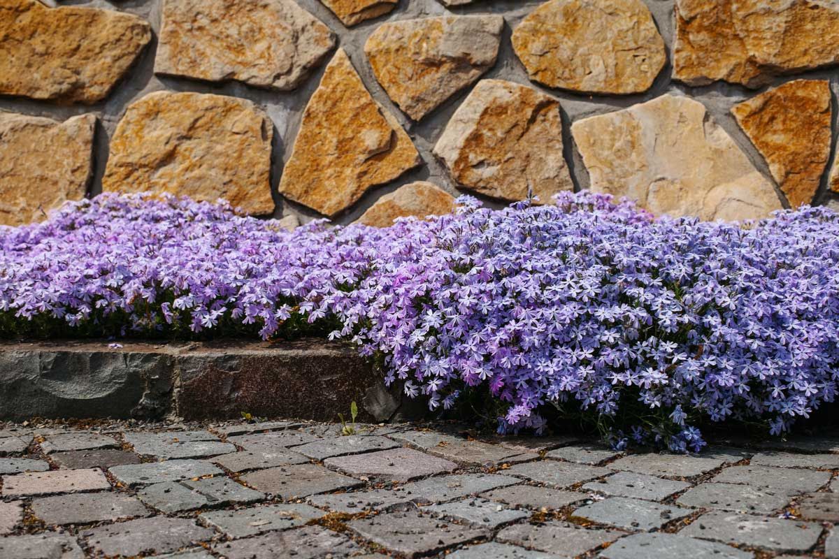 Phlox Strisciante: la pianta che trasforma ogni giardino in un tappeto di fiori