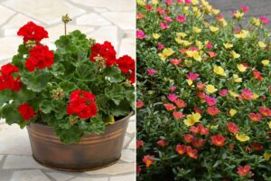 Balcone esposto al sole? A giugno pianta queste 5 varietà e non sbagli