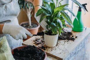 Le tue piante sono spente? Rinascono con questo concime fai-da-te