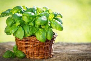 Come coltivare il basilico in casa