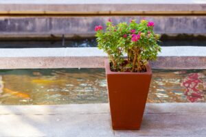 Come rinvasare la bouganville senza perdere nemmeno un fiore