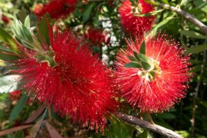 Potatura del callistemon