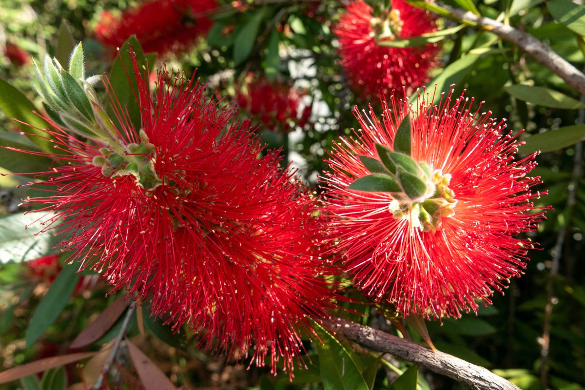 Potatura del callistemon