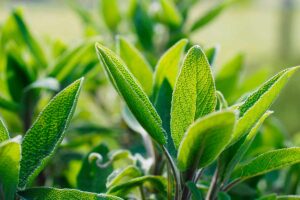 Come potare la salvia