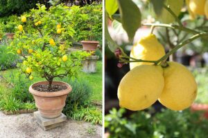 concimare i limoni in vaso