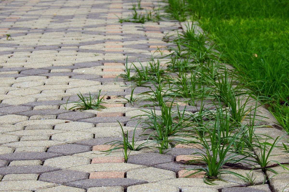Stop alle erbacce! 3 ingredienti naturali