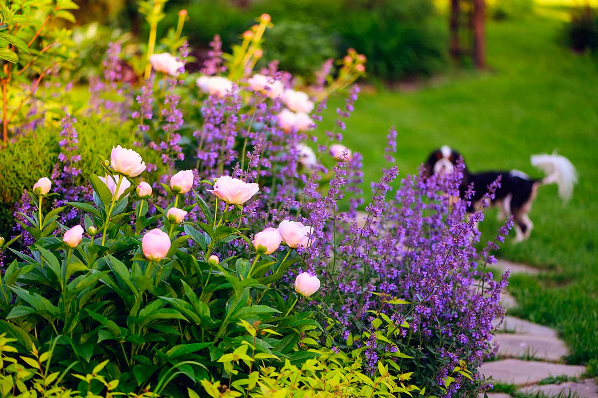 fiori di maggio