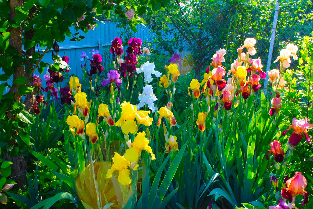 iris in giardino