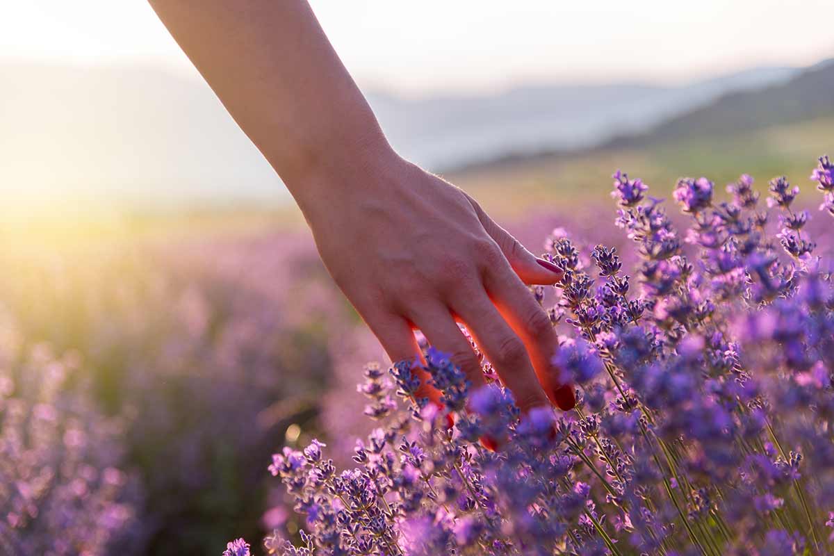 fiori più profumati della primavera