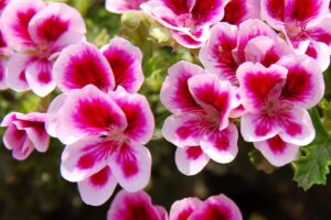 Fioriture colorate anche con poca acqua
