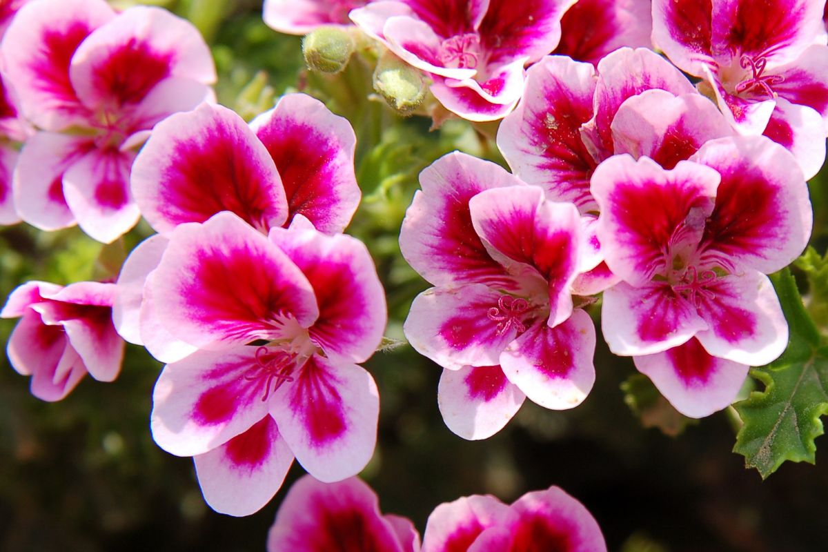 Fioriture colorate anche con poca acqua