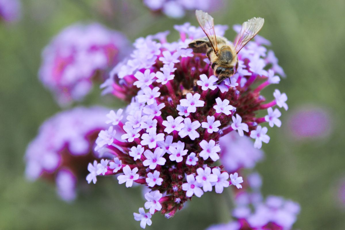 Fioriture colorate anche con poca acqua: le varietà top per l’estate