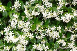 Gelsomino in fiore: quando e come fare il trapianto in primavera