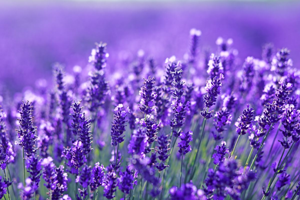 Con la lavanda puoi fare questo spray profumatore 