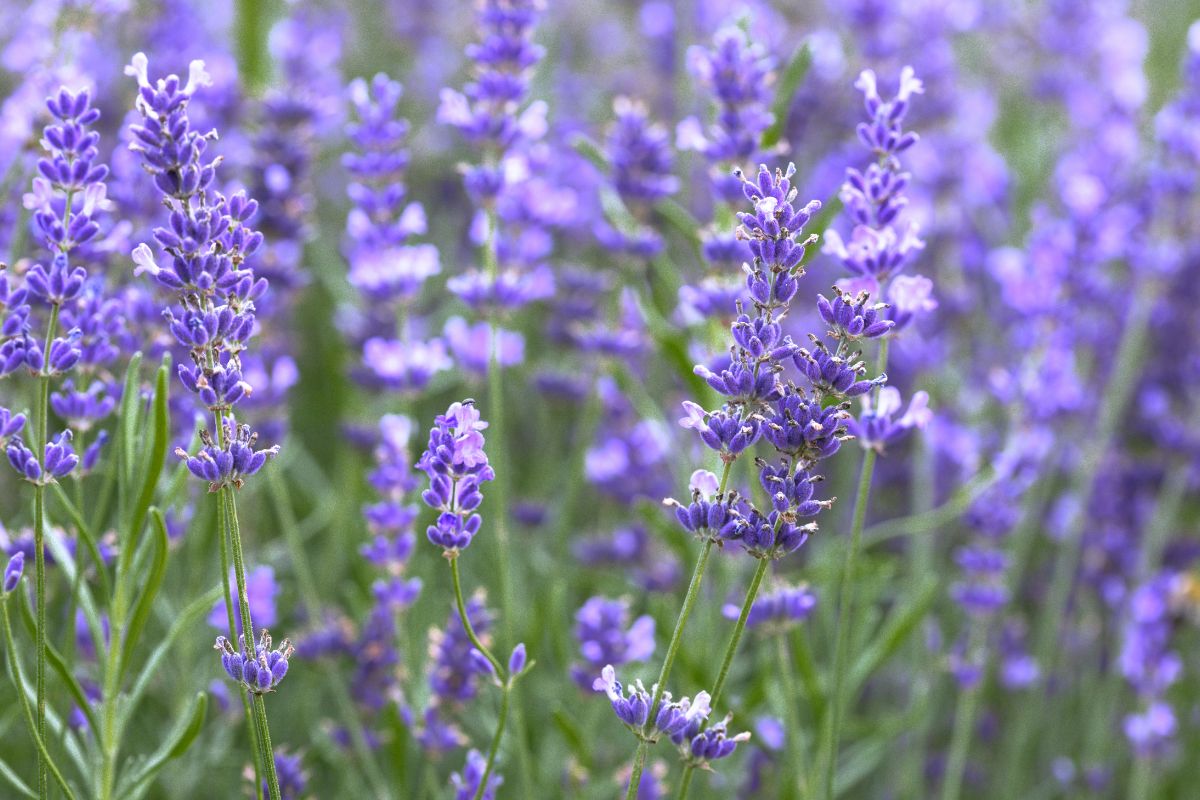 Crea un’aiuola solo con lavanda: colori e profumi che resistono al caldo