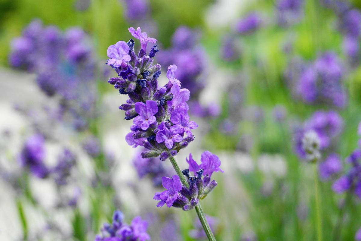 Come far fiorire la lavanda 