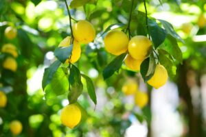 Non solo bucce di banana: ecco cosa ama davvero il tuo limone