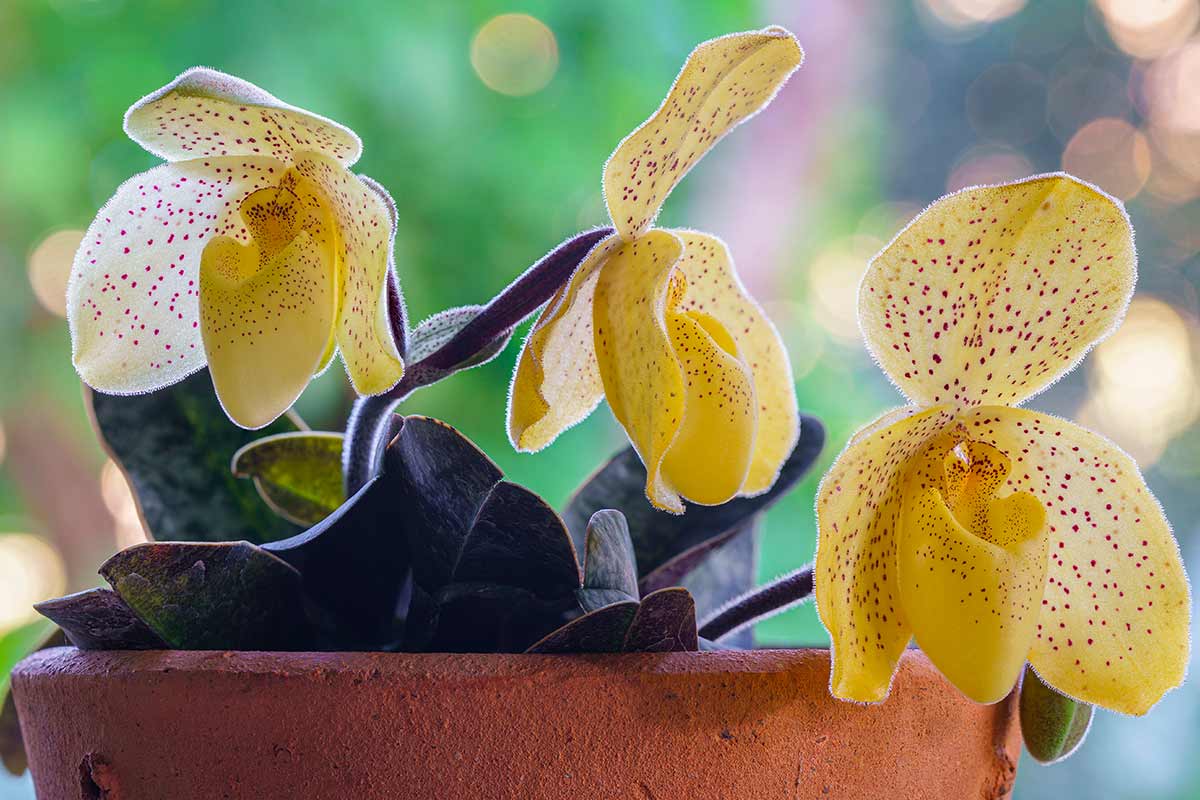 orchidea con foglie mosce