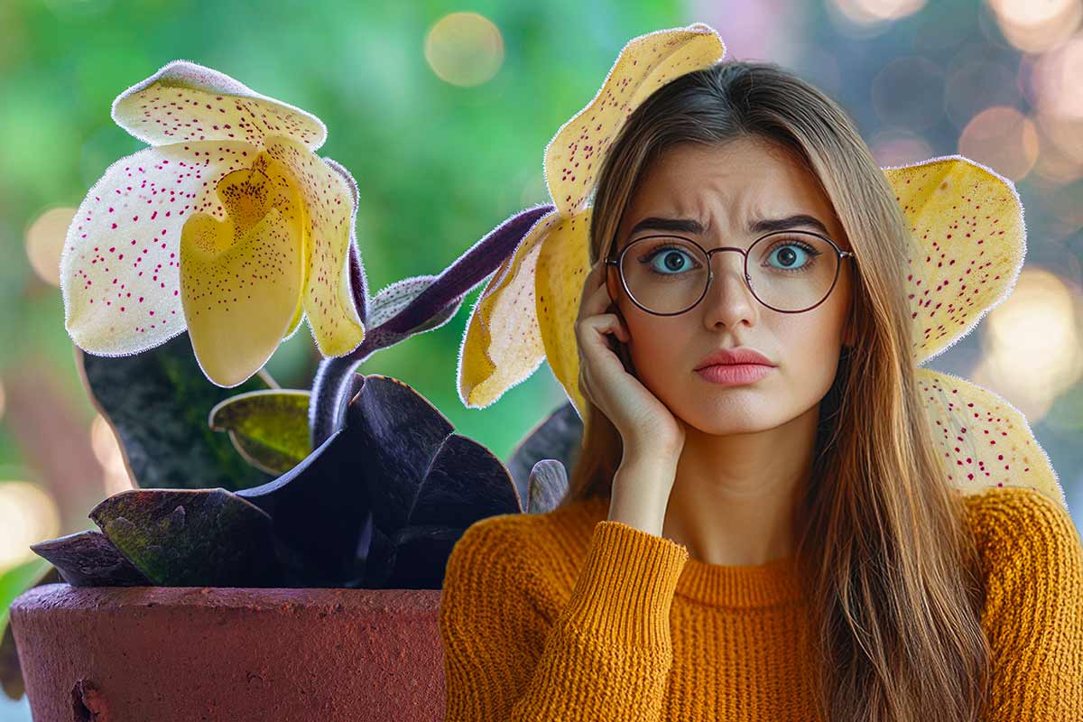 orchidea con foglie mosce
