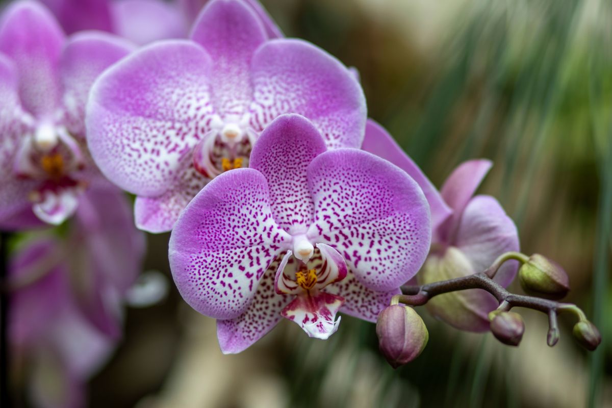 Cura delle orchidee in primavera: cosa fare e cosa evitare