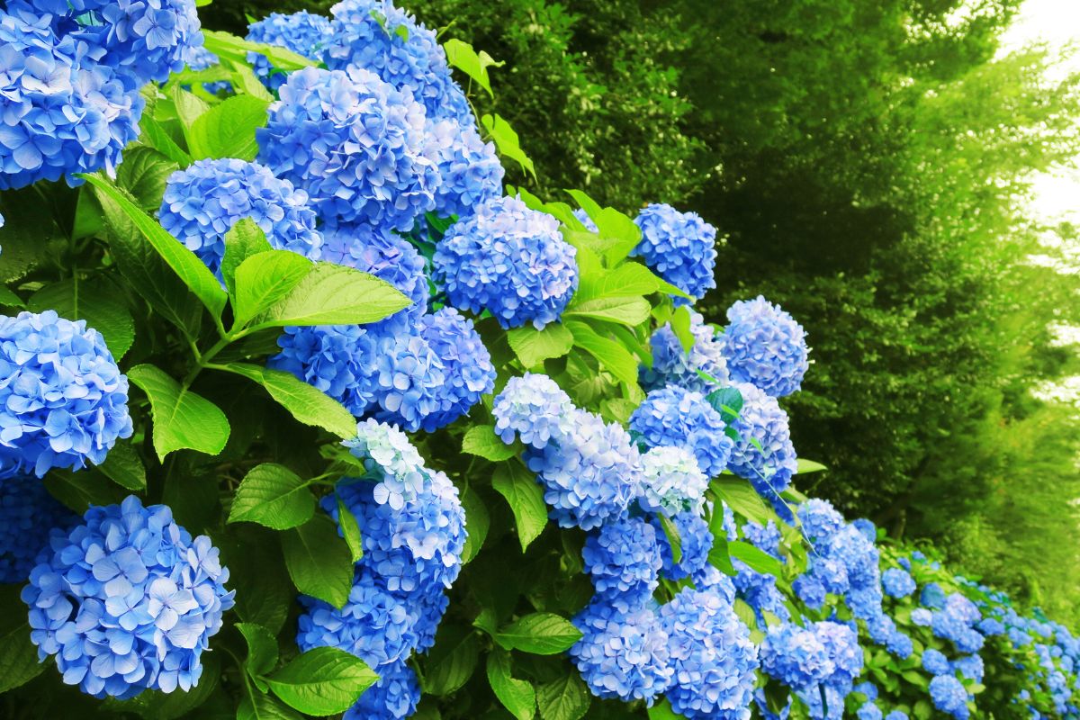 trattamenti da fare a maggio per le ortensie