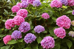 Ortensia in fiore: i 3 trattamenti indispensabili da fare a maggio