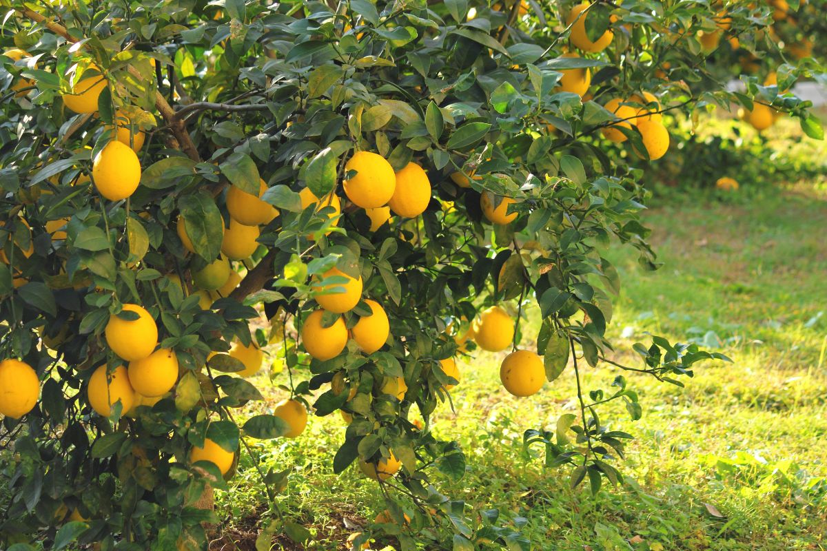Ecco cosa ama davvero il tuo limone