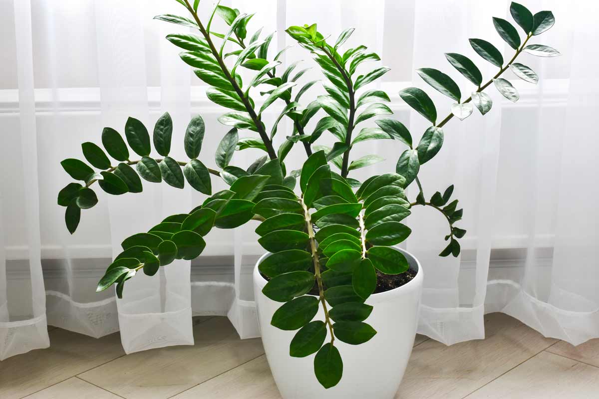 zamioculcas