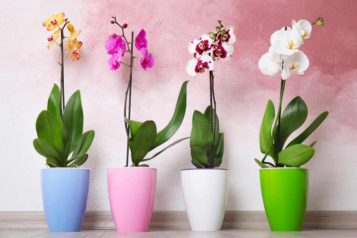 Orchidea