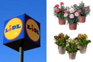 Piante belle e low cost? Lidl ti stupisce con la selezione imperdibile della settimana