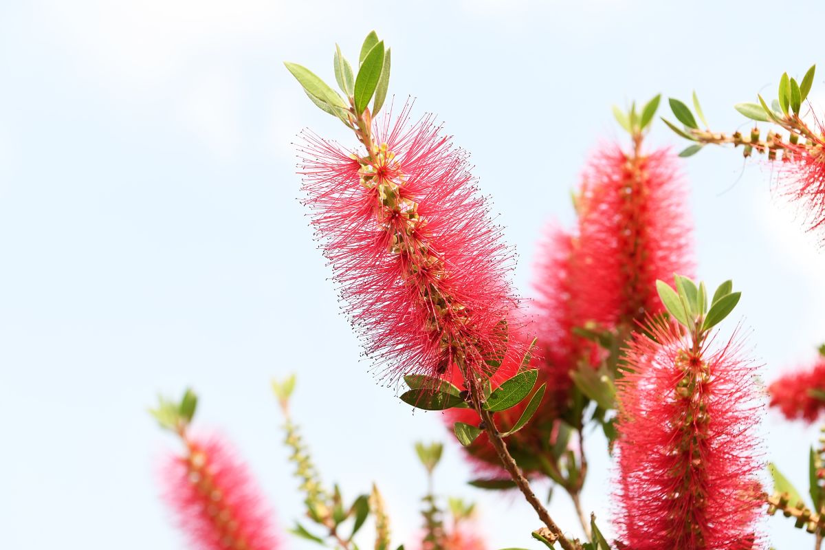 Potatura del callistemon: il trucco che stimola nuove fioriture