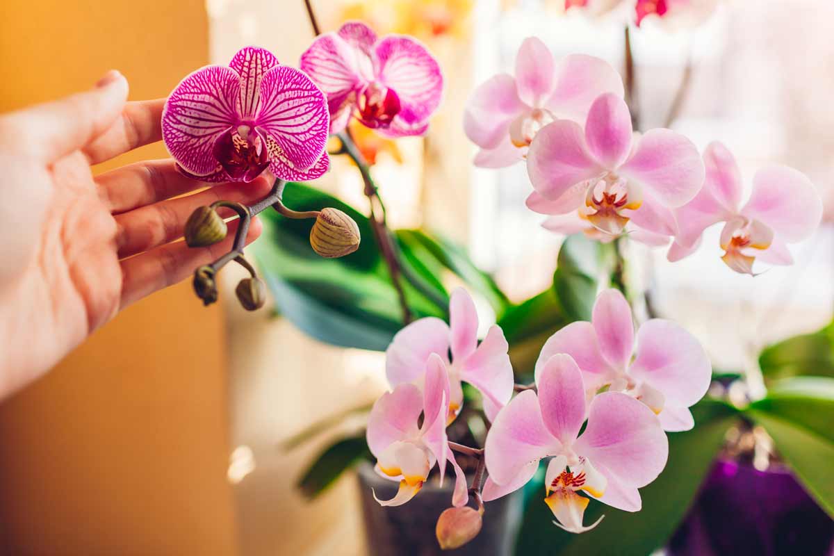 splendida orchidea