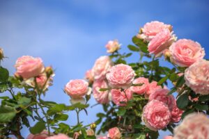 Crei una nuova rosa con la talea