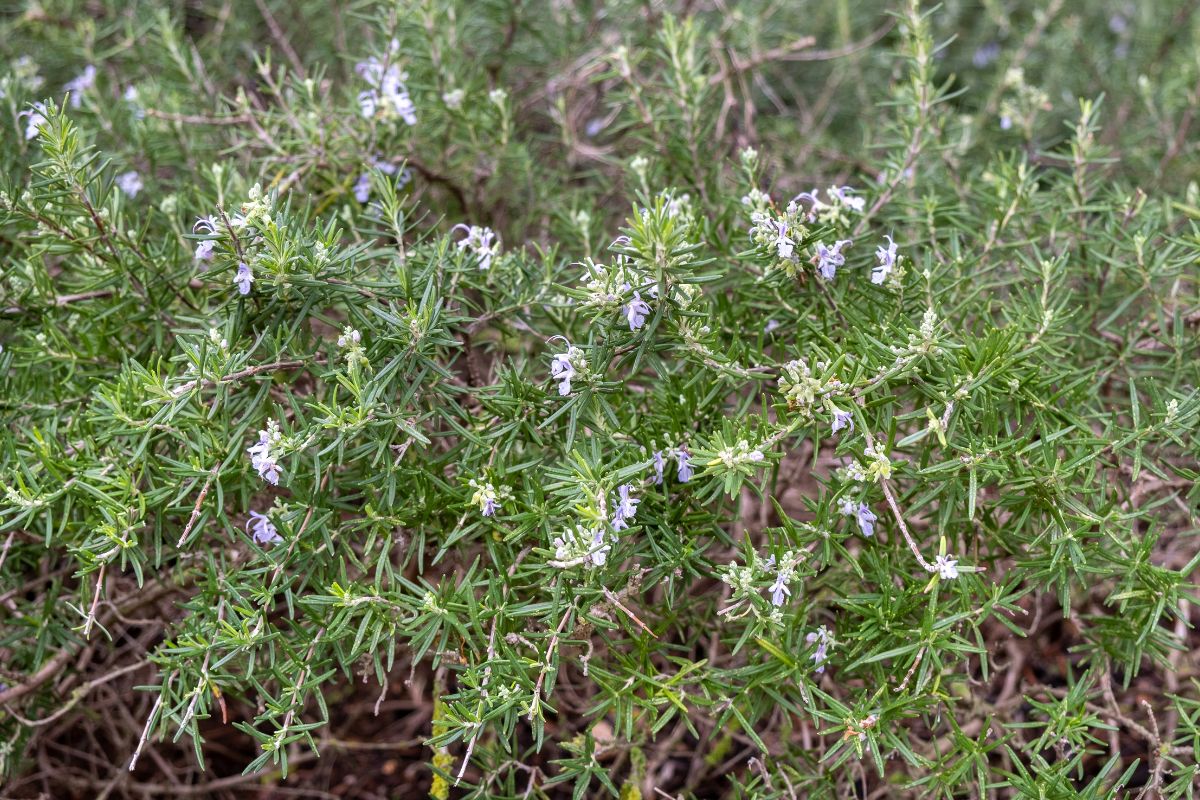 Il rosmarino che striscia e profuma: irresistibile in giardino