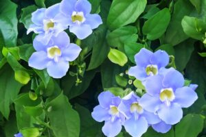Thunbergia: la rampicante tropicale