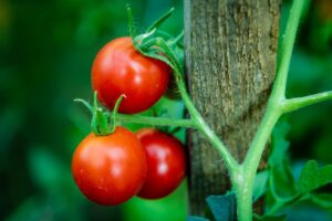 Trapianto dei pomodori: il momento giusto