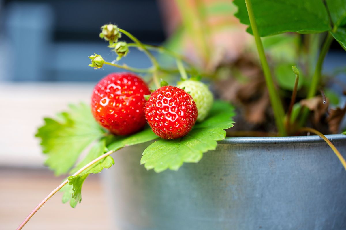 Trapiantare fragole in casa: il segreto che fa la differenza