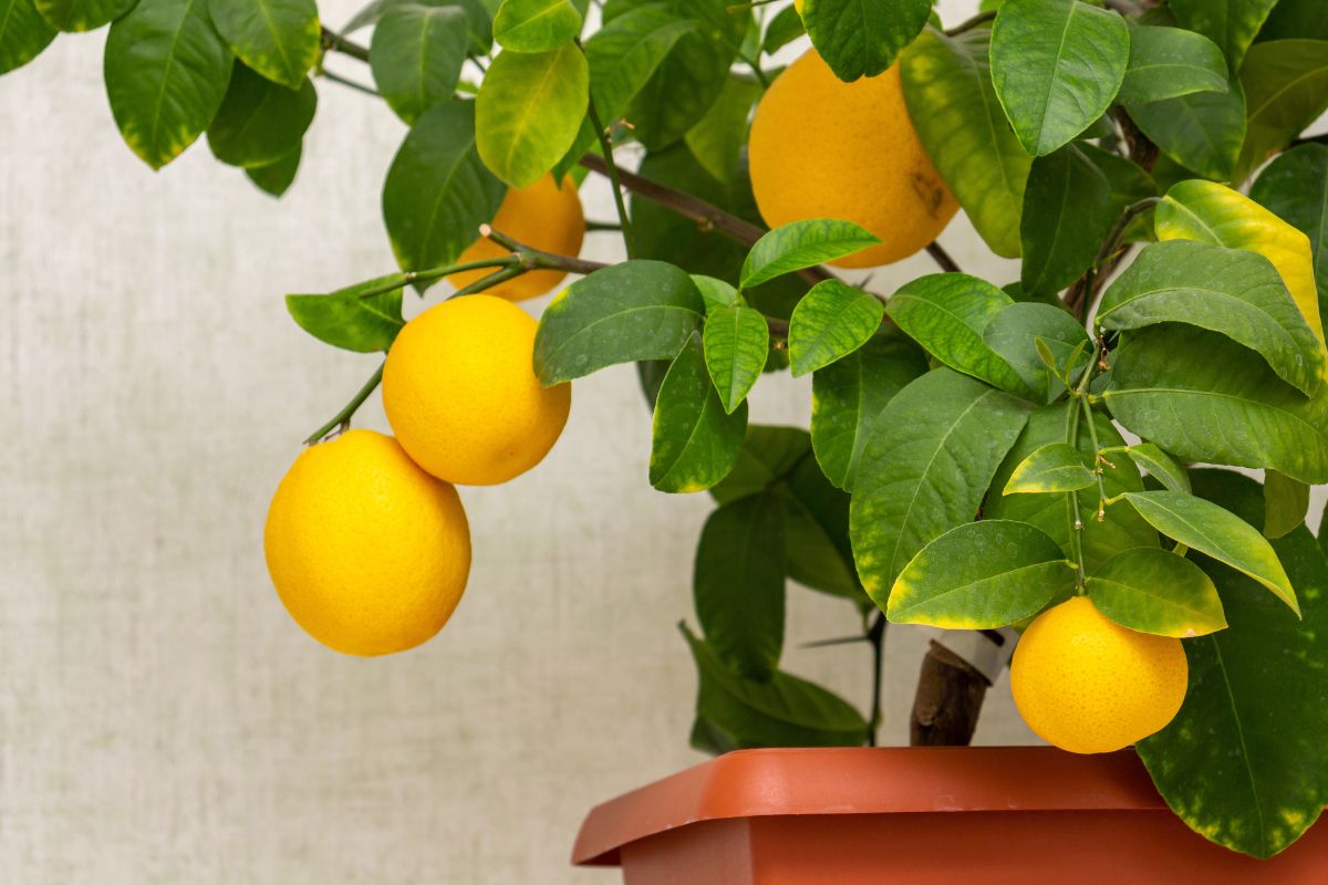 Quando rinvasare il limone 