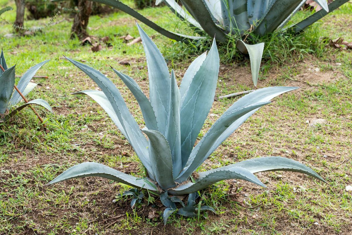 come trapiantare agave