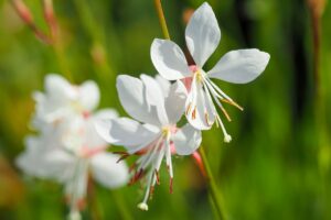 Gaura lindheimeri: perché viene chiamata la “pianta delle farfalle”