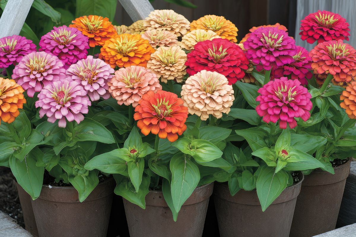 piante che fioriscono a settembre da balcone