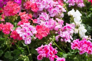 Piccoli insetti sui gerani: come eliminarli senza danneggiare i fiori